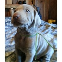 Steeling Hearts Kennel Weimaraner breeder