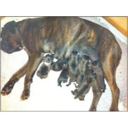 binary boxer breeders in michigan