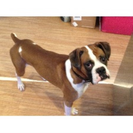 pug rescue new hshire boxer stud in pittsfield new hshire pug rescue new hshire boxer stud in pittsfield new hshire