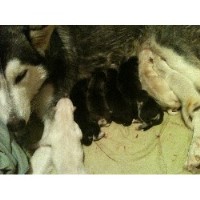Pure Husky Dreams Siberian Husky breeder