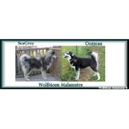 wolfmoon malamutes kentucky whatsapp reddit email