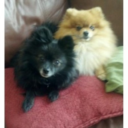 pomeranian breeders wisconsin pomeranians for amour pomeranian breeder in helenville wisconsin pomeranian breeders wisconsin pomeranians for amour pomeranian breeder in helenville wisconsin