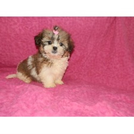Apluspuppies, Maltese Breeder in Bainbridge, Indiana