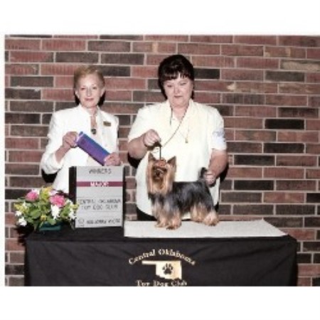 oklahoma yorkie breeders owensk9 yorkies terrier breeder in antlers oklahoma oklahoma yorkie breeders owensk9 yorkies terrier breeder in antlers oklahoma