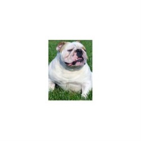 Inland Empire Bulldogs English Bulldog Breeder In Fontana