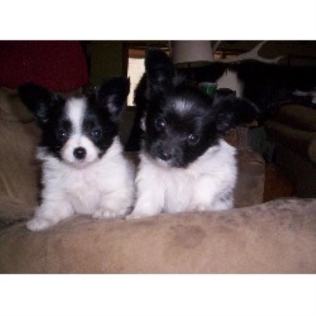 Papillon Breeder 21370