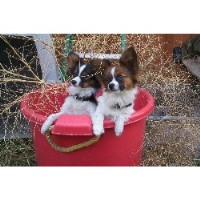 Dogwerks Training Kennel Papillon breeder