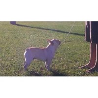 Nina - French Bulldog Stud