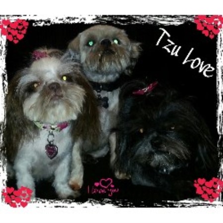 shih tzu bakersfield miranda shih tzu breeder in bakersfield california shih tzu bakersfield miranda shih tzu breeder in bakersfield california