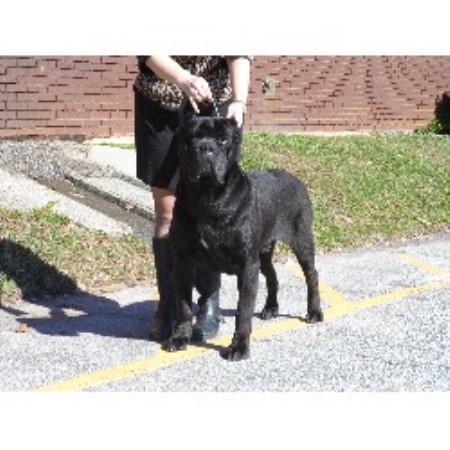 Bravado Cane Corso Cane Corso Breeder In Columbus Ohio