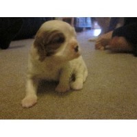 shih tzu rescue athens ga cavalier king charles spaniel breeders in tennessee freedoglistings shih tzu rescue athens ga cavalier king charles spaniel breeders in tennessee freedoglistings