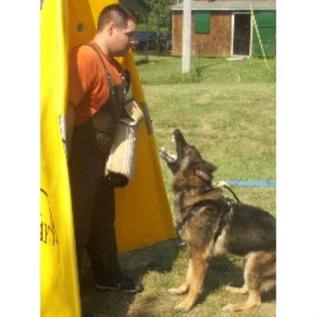 German Shepherd Dog Breeder 21451