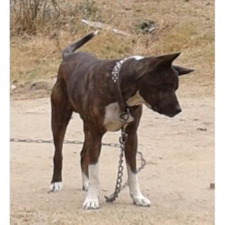 Cedric Hardy Akita Breeder In Columbia South Carolina