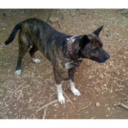 Cedric Hardy Akita Breeder In Columbia South Carolina
