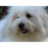 Cotons Of Whispering Lane Coton De Tulear breeder