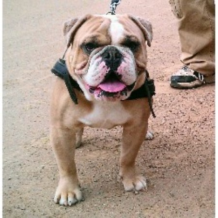 Cambulls Olde Bulldogges, English Bulldog Breeder in ...