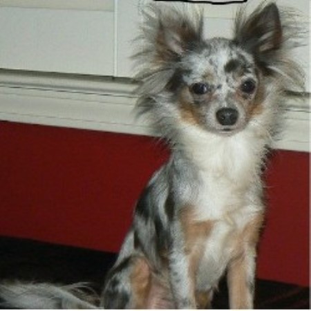 Pet Shack Chihuahuas Chihuahua Breeder In Winnsboro