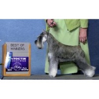 Belle Vista Kennel LLC Miniature Schnauzer breeder