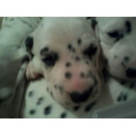 Alpha N Omega Dalmatians