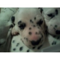 Alpha N Omega Dalmatians Dalmatian breeder