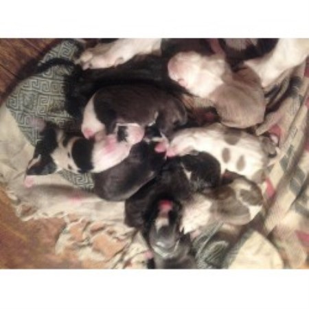free pitbull puppies nj antonio american pit bull terrier breeder in orange new jersey free pitbull puppies nj antonio american pit bull terrier breeder in orange new jersey