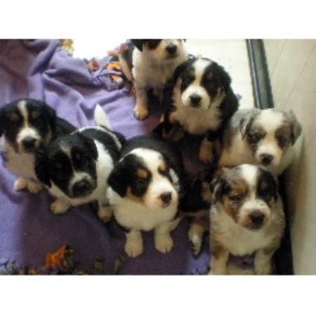 blue buckaroo mini aussies