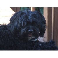 Clever Canines -N- Cement City Havanese breeder