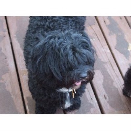 Havanese Breeder 21577