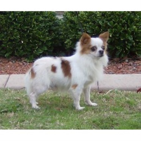 Chihuahua Breeder 21584