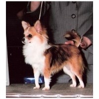 Murdock Kennels Chihuahua breeder