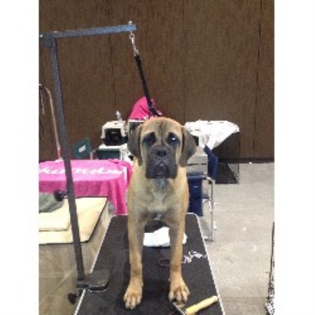 Bullmastiff Breeder 21592