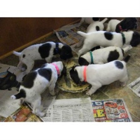 Kylers Field & Marsh Kennels, German Shorthaired Pointer ...