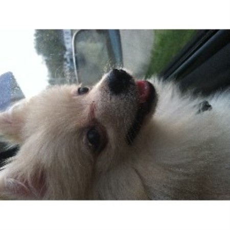 pomeranian breeders nc pomeranian services pomeranian breeder in kinston carolina pomeranian breeders nc pomeranian services pomeranian breeder in kinston carolina