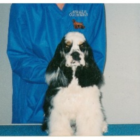 American Cocker Spaniel Breeder 21612