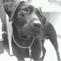 black lab puppies ohio black labrador retriever breeders in ohio photo black lab puppies ohio black labrador retriever breeders in ohio photo