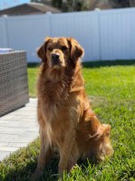 Yoandrys Gonzalez - Golden Retriever Stud