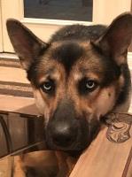 Jordan Martinez - German Shepherd Dog Stud