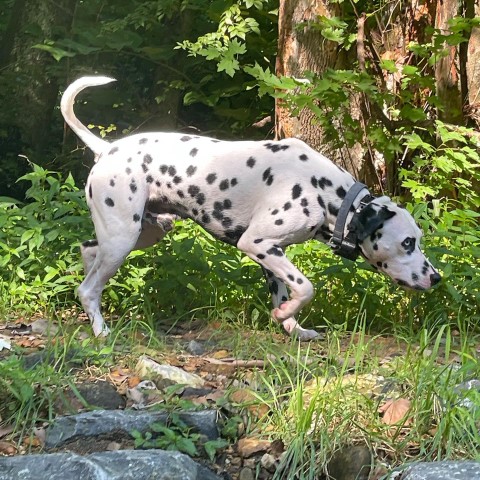Dalmatian Stud 29763