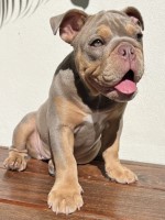 Misty - English Bulldog Stud