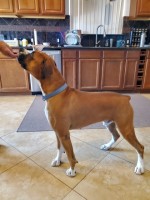 James Davis - Boxer Stud