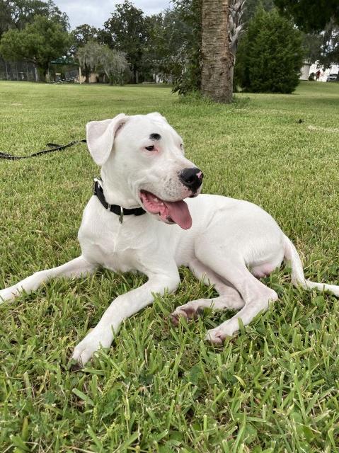 Dogo Argentino Stud 28627