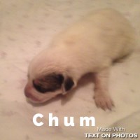 Elizabeth - Great Pyrenees Breeder Great Pyrenees breeder