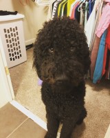 savannah fernandes - Goldendoodle Stud