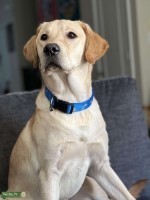 Rhonie Cooke - Labrador Retriever Stud