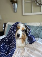 Hannah Taylor - Australian Shepherd Dog Stud