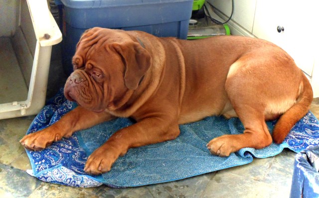 Dogue De Bordeaux Stud 25872