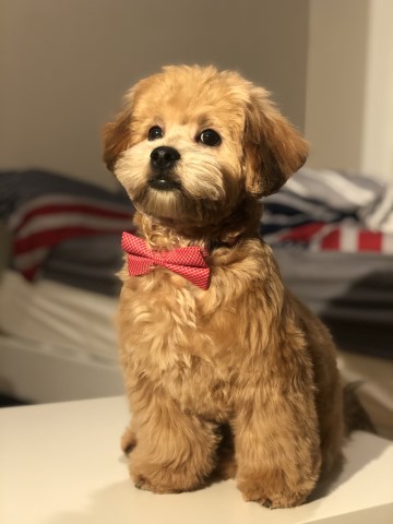 Shih Poo Stud 28186