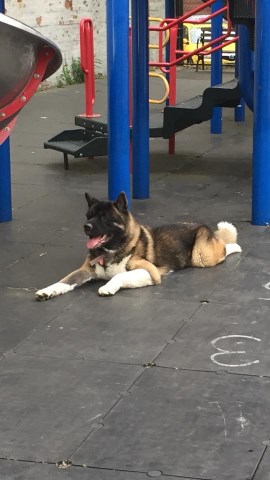 EastSide Akitas