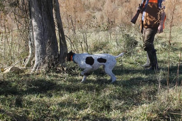 German Shorthaired Pointer Stud 26716