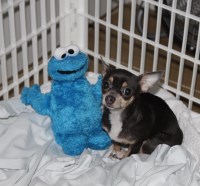 Raul - Chihuahua Breeder Chihuahua breeder